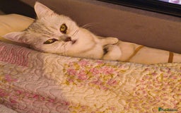 British Shorthair cats for sale: British Shorthair for sale  - Image 3