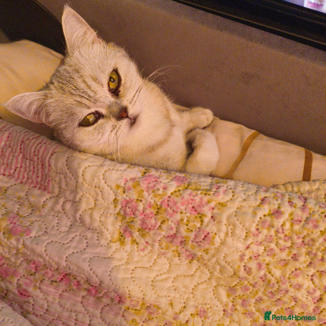 British Shorthair cats for sale: British Shorthair for sale  - Image 3
