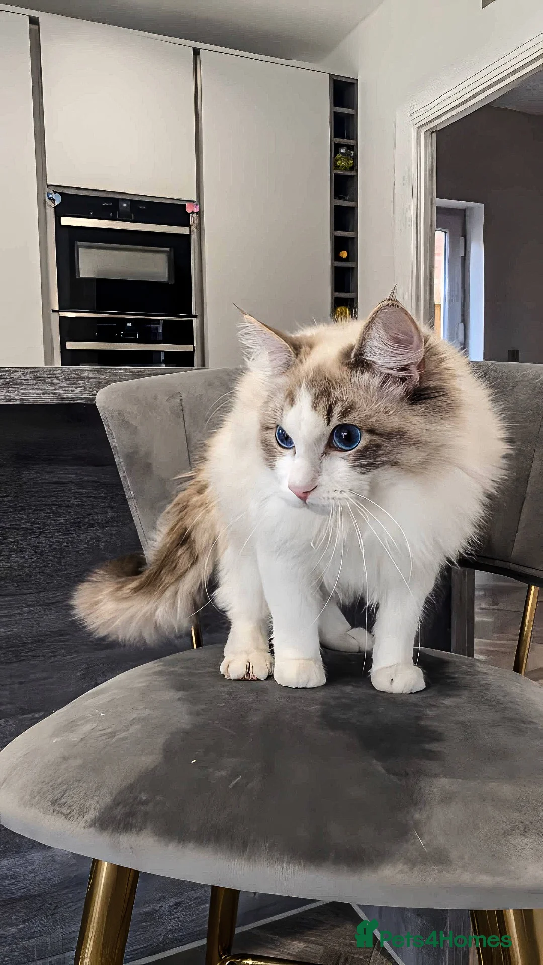Ragdoll cats for sale: 2 rag doll boys for sale in Cardiff - Advert 2