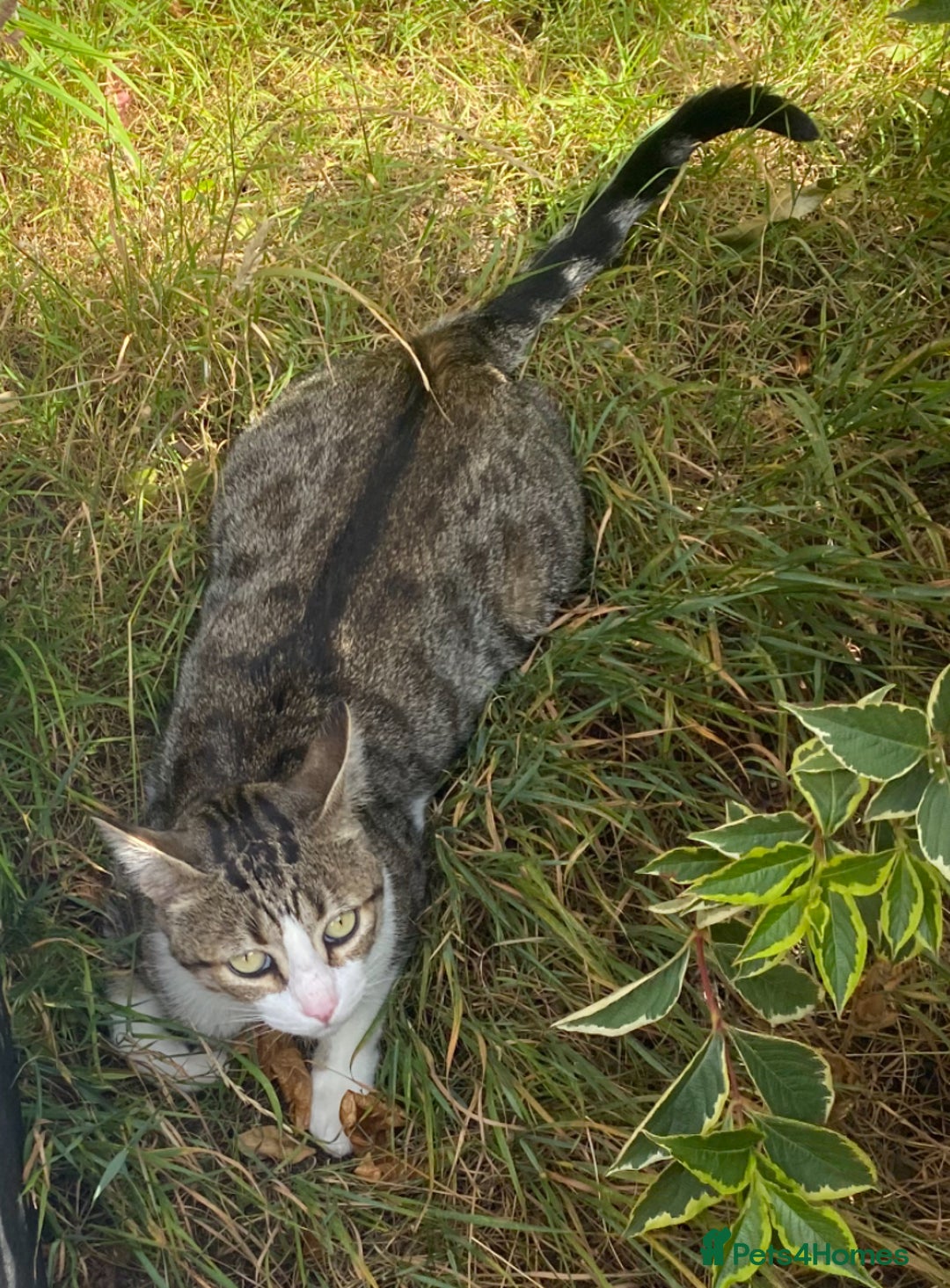 Mixed Breed cats for sale: Seamus - very sweet loving 4 year old cat - Image 4