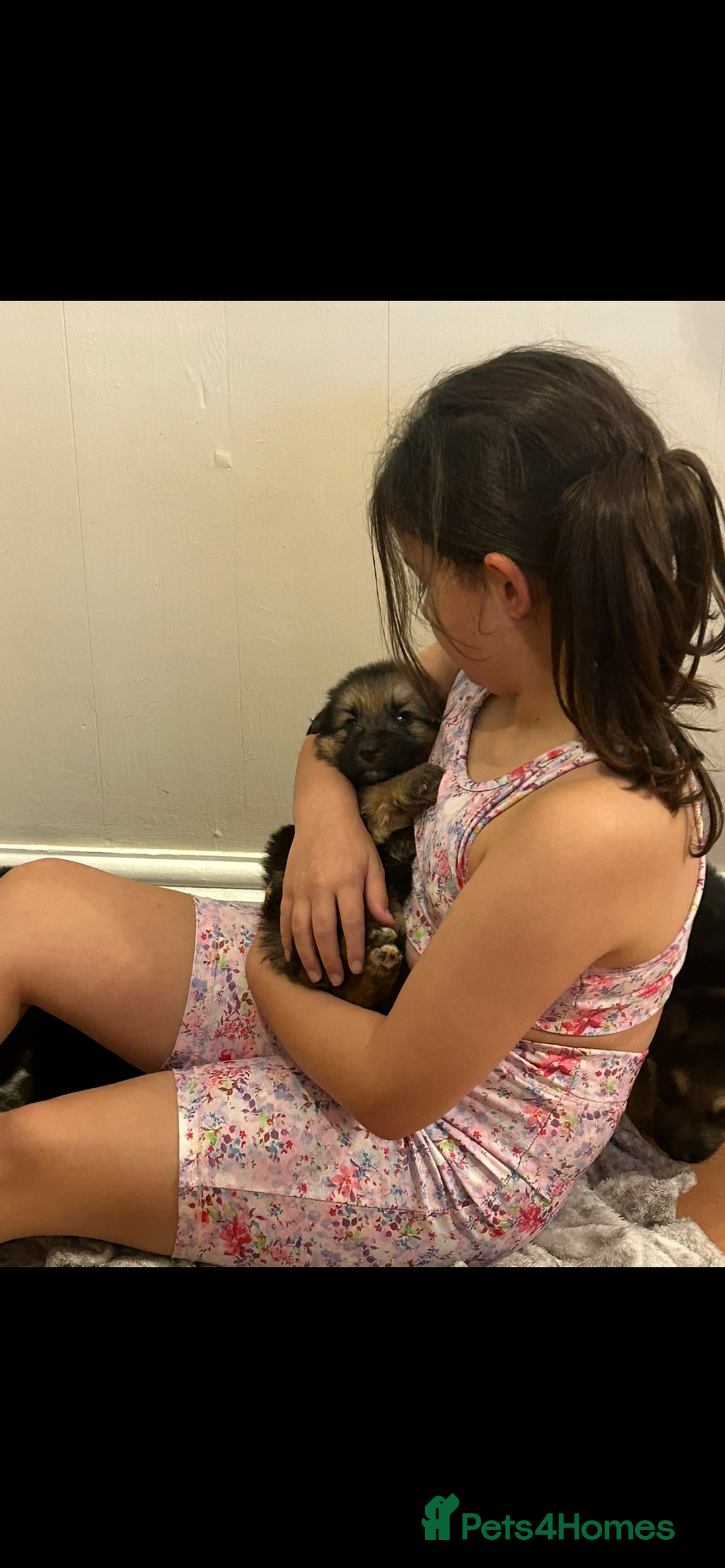 German Shepherd dogs for sale: 6 Beautiful straight back German Sheperd puppies  - Advert 14