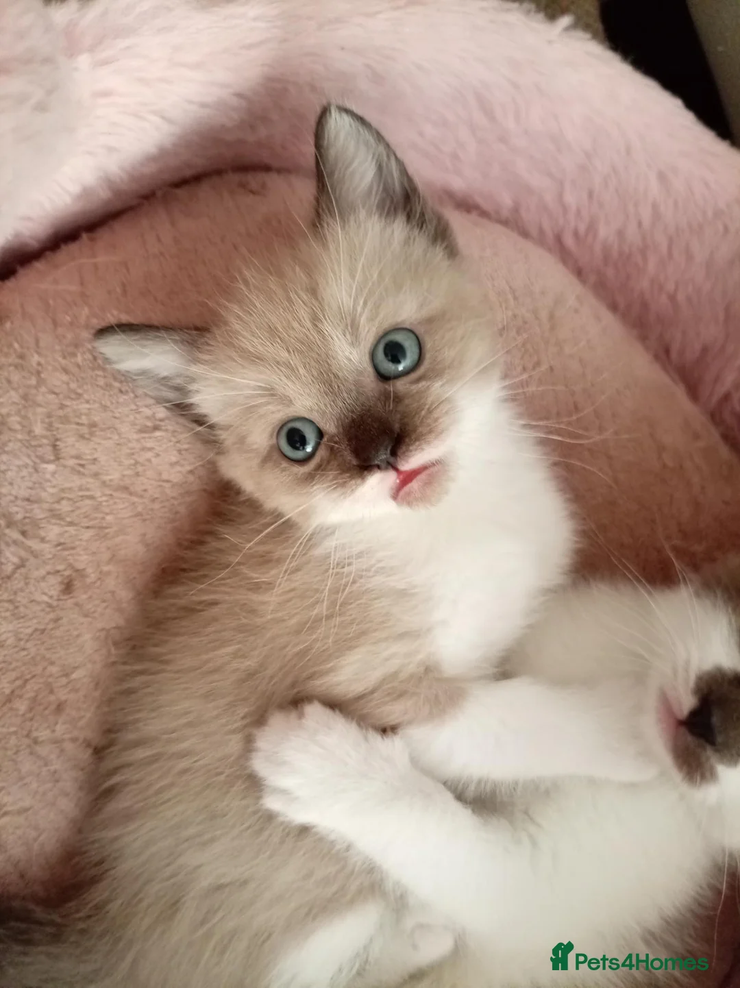 Mixed Breed cats for sale: Half sphynx half British shorthair kittens  - Advert 2