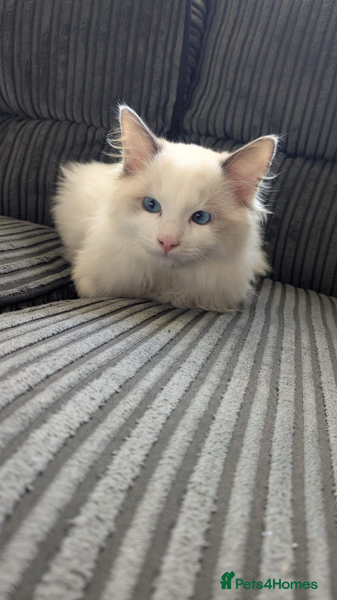 Ragdoll cats for sale: Stunning ragdoll boy  - Advert 5