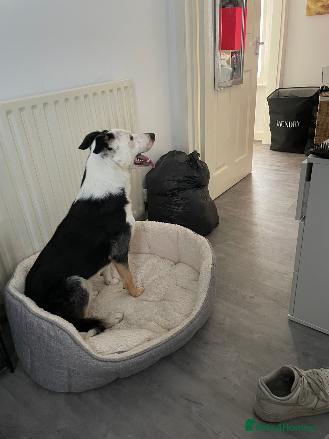 Border Collie dogs for sale: Finn the Border Collie  - Image 6