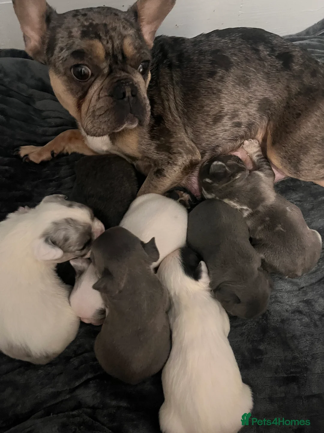 French Bulldog dogs for sale: Stunning French bulldogs  - Advert 2