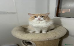 Ragdoll cats for sale: Ragdoll adult  Tica  - Image 13