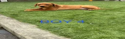 Labrador Retriever dogs for sale: 🐾 6 Red Fox Labrador Puppies 🐾 - Advert 6