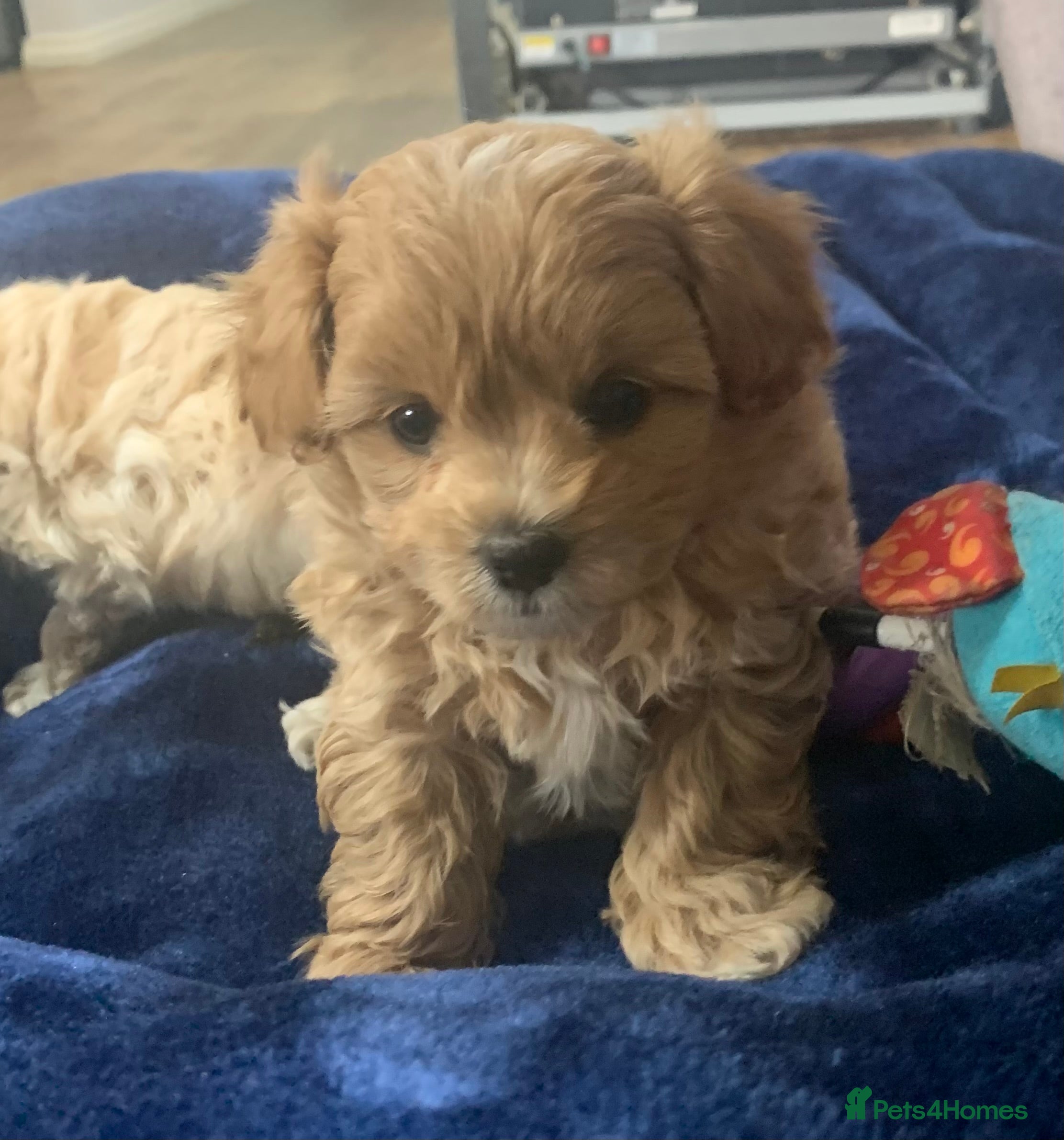 Maltipoo dogs Maltipoo puppies for sale  - Advert 2