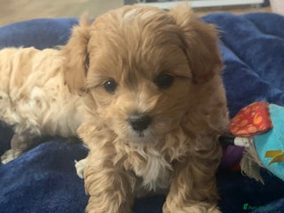 Maltipoo dogs Maltipoo puppies for sale - Advert 1