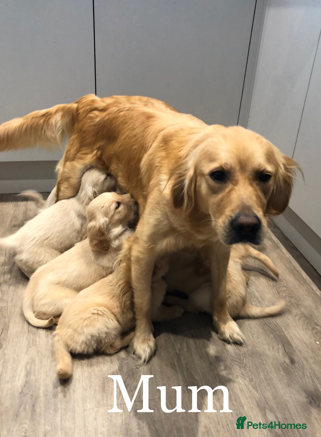 Golden Retriever dogs K/C Golden Retriever Pups - Advert 12