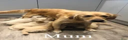 Golden Retriever dogs for sale: K/C Golden Retriever Pups in Basildon - Advert 1