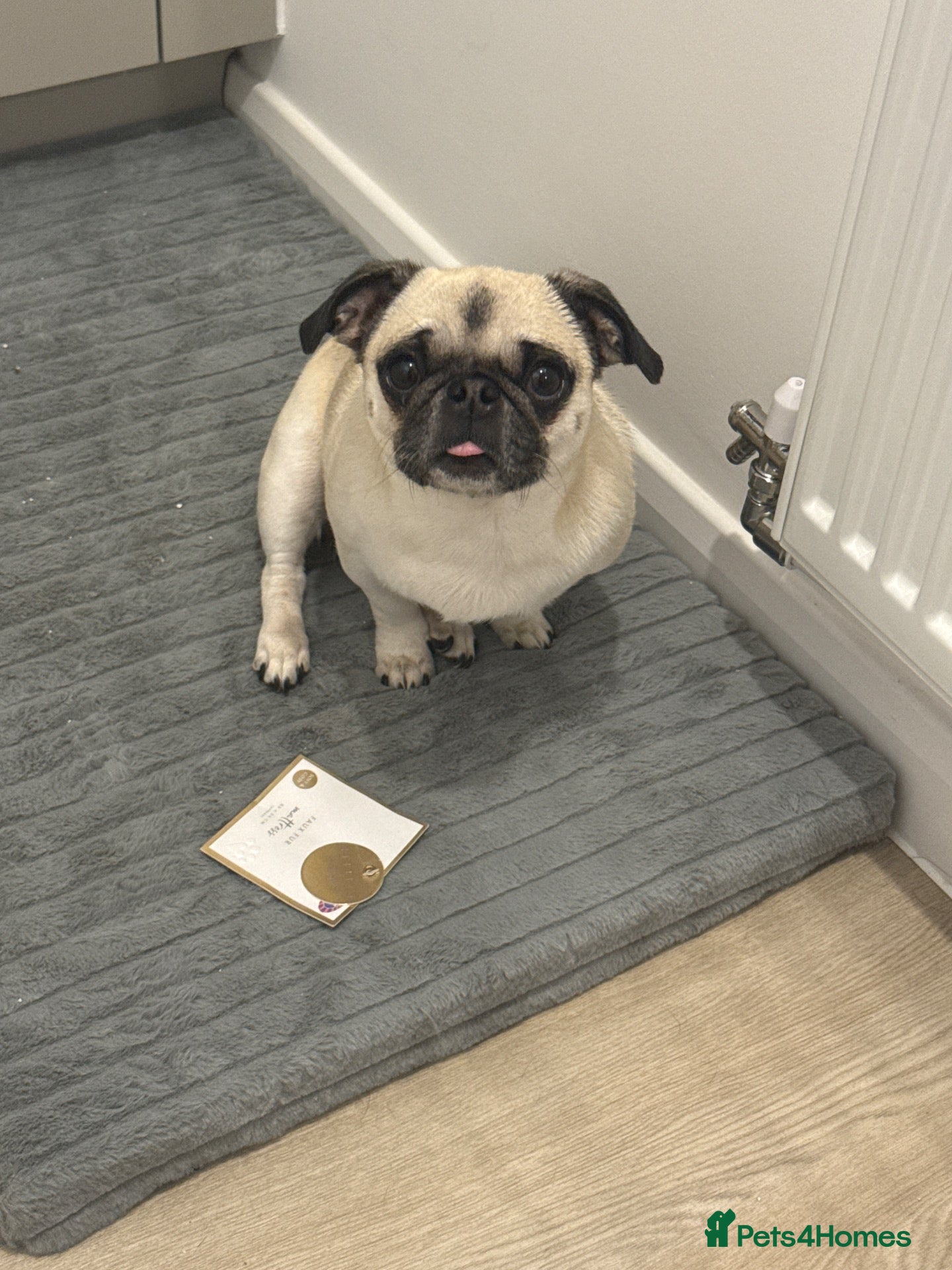 Pug dogs Loving home wanted for my pug Roxy 🩷 - Advert 7