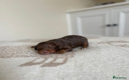 Bordoodle dogs for sale: OUTSTANDING *TRI COLOUR* MINIATURE BORDOODLES - Image 21