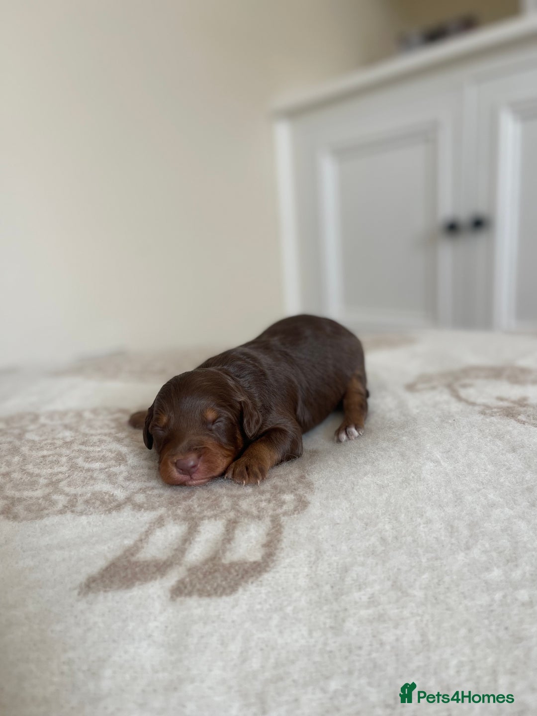 Bordoodle dogs for sale: OUTSTANDING *TRI COLOUR* MINIATURE BORDOODLES - Image 21
