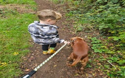 Cocker Spaniel dogs for sale: Amazing 1 year old cocker spaniel boy  - Image 9