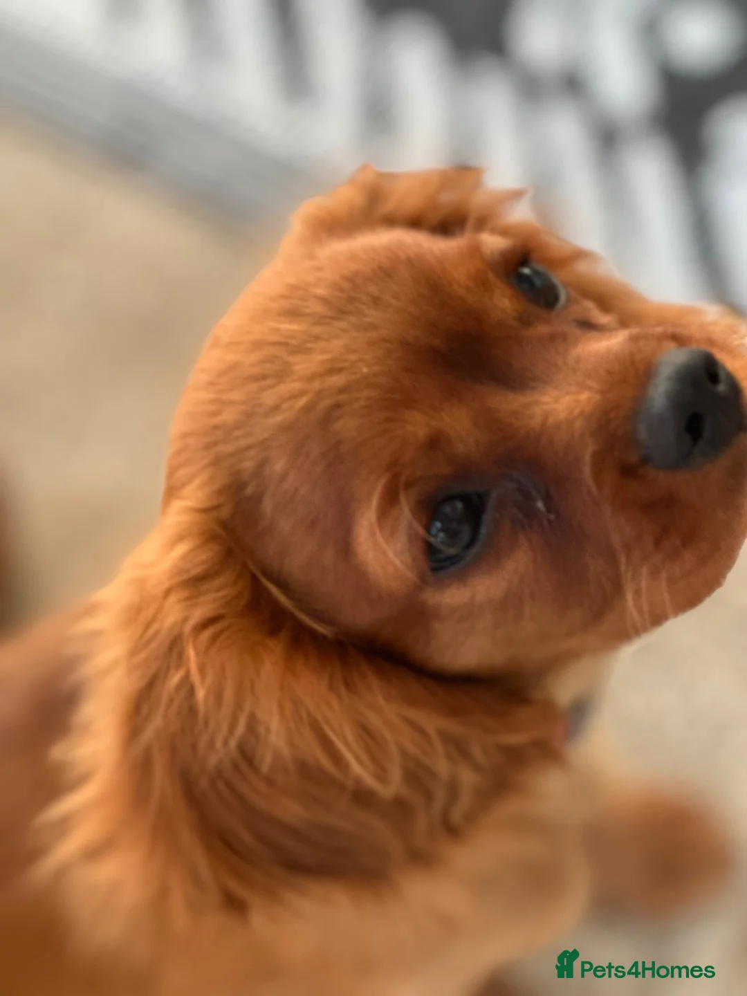 Cavalier King Charles Spaniel dogs for sale: Cavalier King Charles  - Advert 1