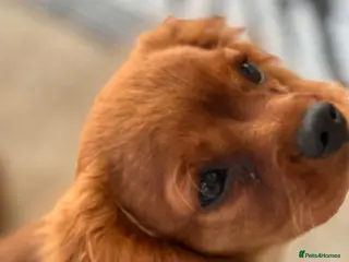 Cavalier King Charles Spaniel dogs Cavalier King Charles - Advert 3
