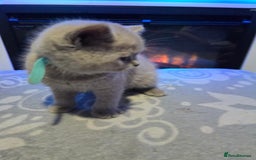 British Shorthair cats for sale: Full pedigree, British short hairs ready now. - Image 10