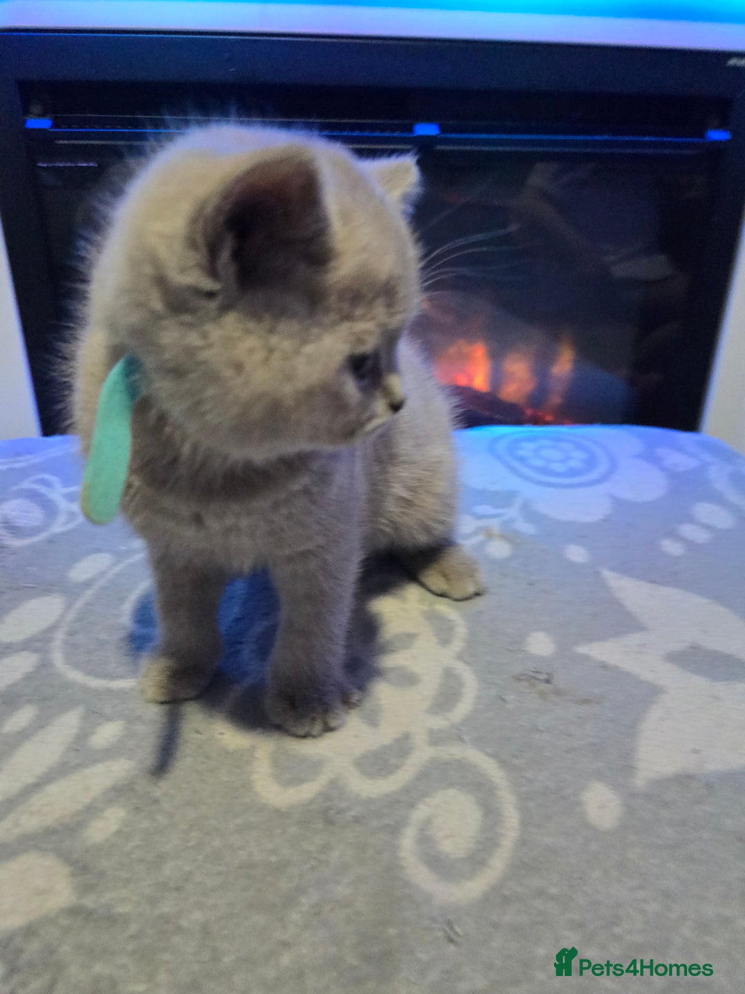 British Shorthair cats for sale: Full pedigree, British short hairs ready now. - Image 10