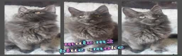 Maine Coon cats for sale: 🌟 Ready now 🌟 Russian Bloodline Maine Coons  - Advert 3