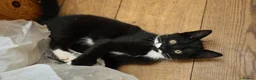 Mixed Breed cats for sale: Playful farm kittens used to people and dogs - Advert 19