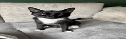 Mixed Breed cats for sale: Kittens  in Alexandria - Advert 10