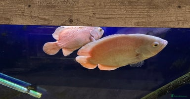 Cichlids fish - Advert 8