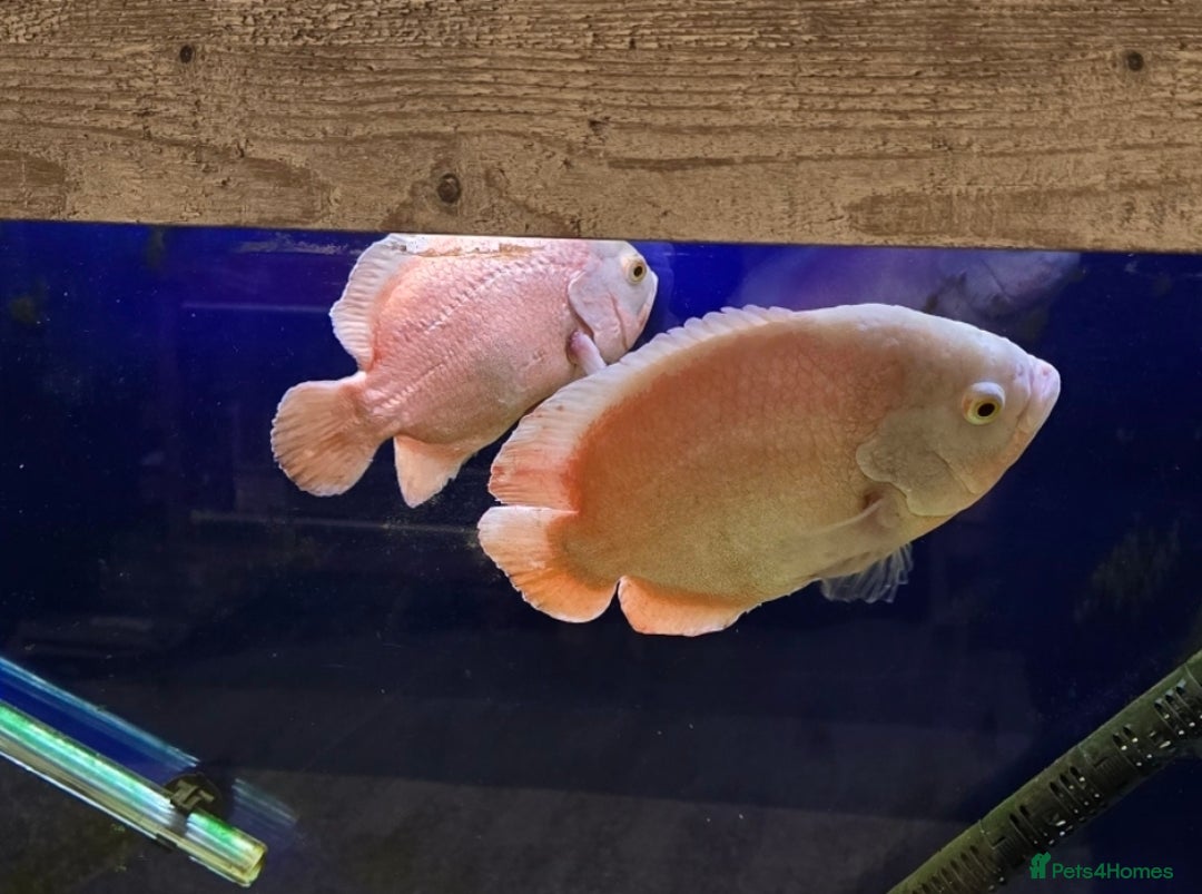 Cichlids fish for sale: Free Oscars  - Image 2