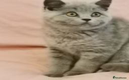 British Shorthair cats for sale: REDUCED LAST 4 REMAINING! TICA BRITISH SHORTHAIRS - Image 24