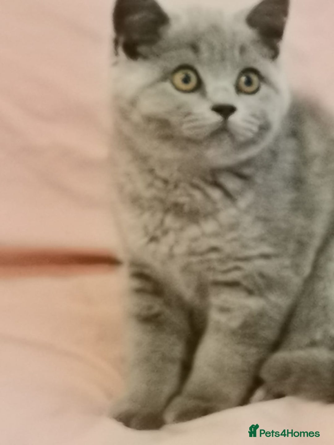 British Shorthair cats for sale: REDUCED LAST 4 REMAINING! TICA BRITISH SHORTHAIRS - Image 24