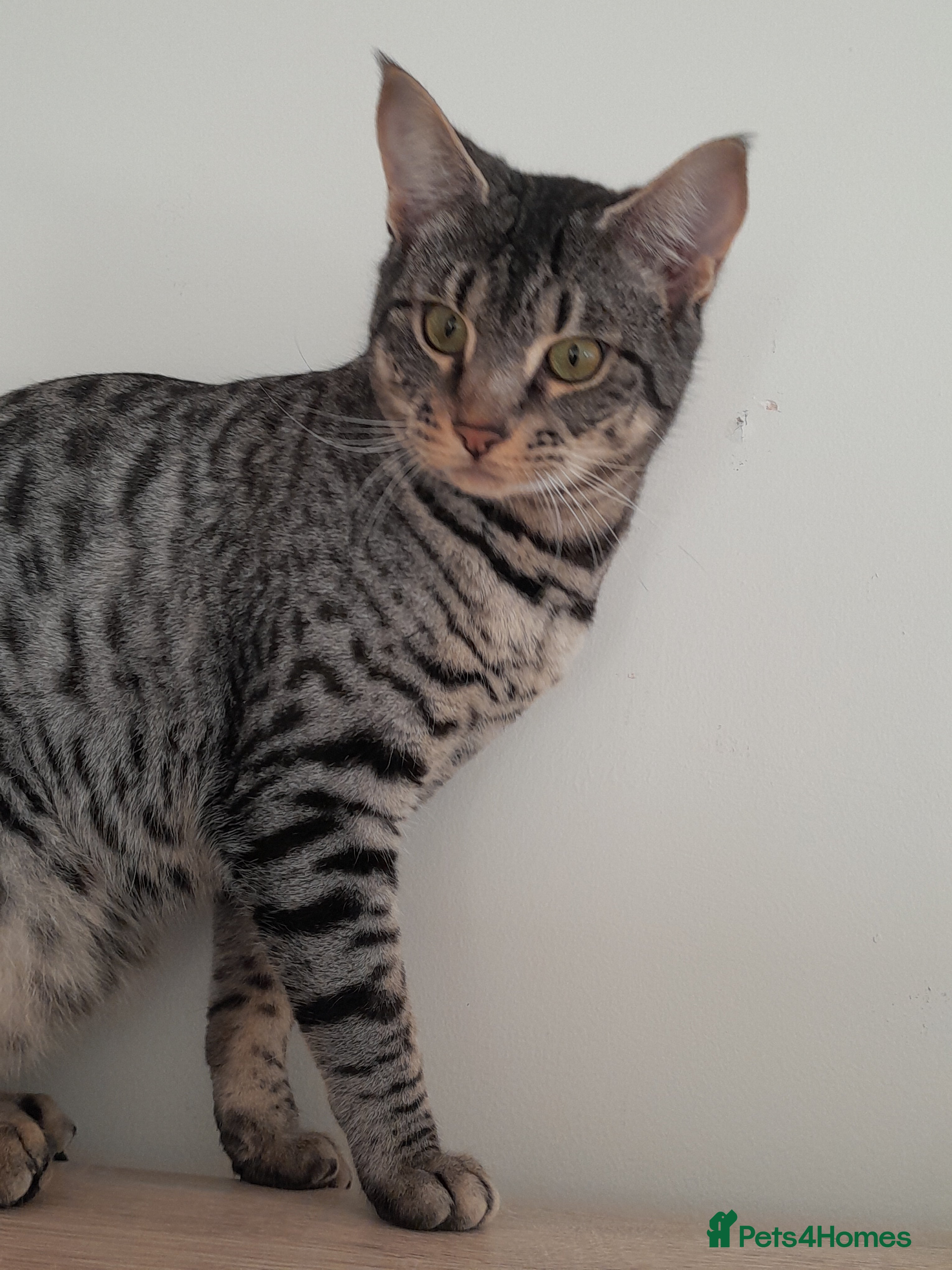 Savannah cats Full Pedigree F5 TICA reg Savannah Girl Kitten - Advert 2