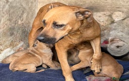 Rottweiler dogs for sale: Rottweiler × Black Mouth Cur  - Image 8
