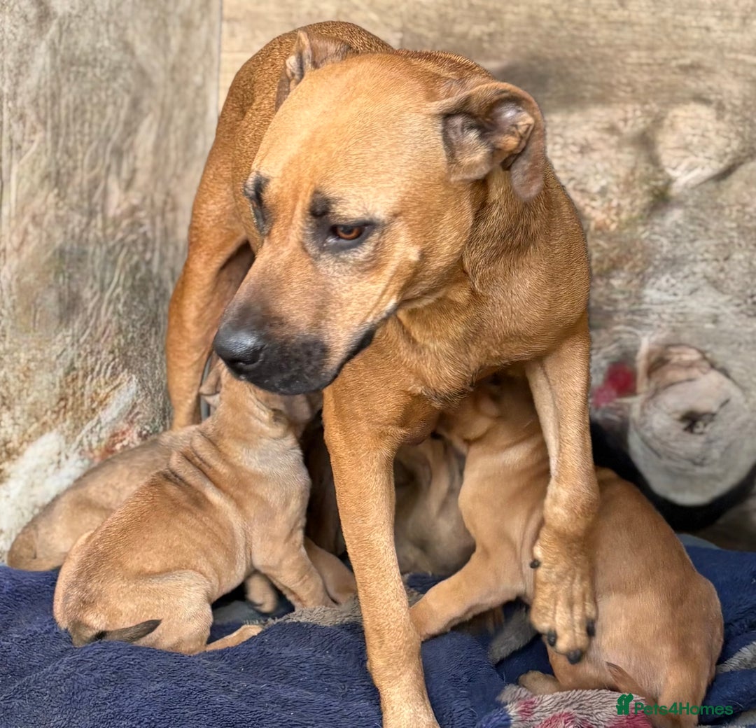Rottweiler dogs for sale: Rottweiler × Black Mouth Cur  - Image 8