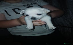 Mixed Breed dogs for sale: Jackawawas  - Image 22
