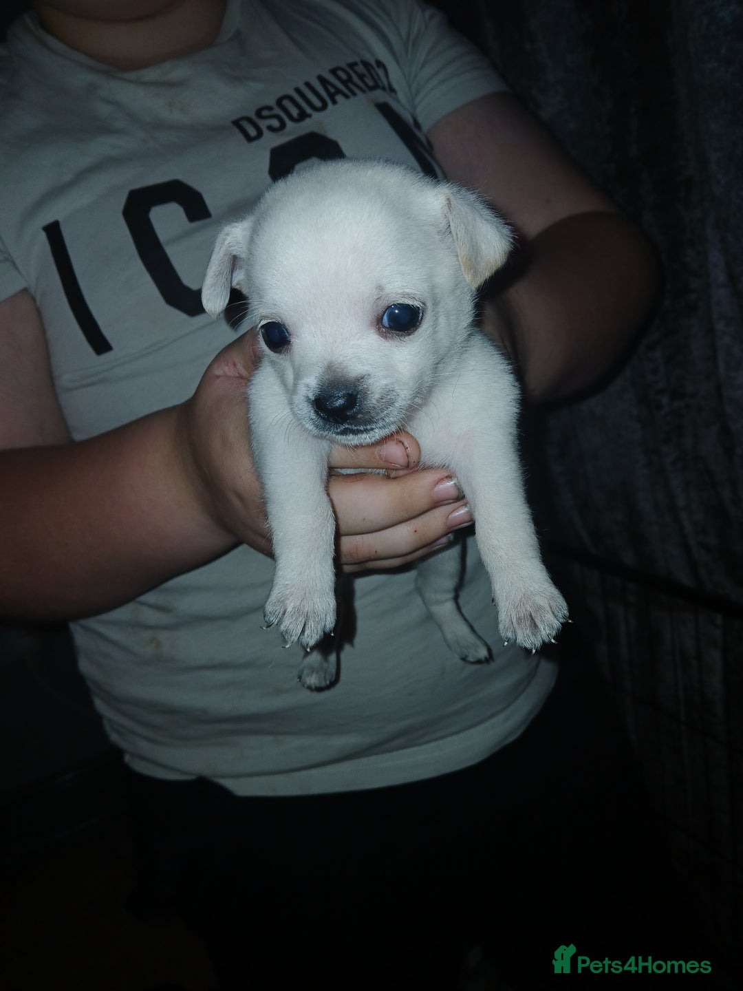 Mixed Breed dogs for sale: Jackawawas  - Image 22