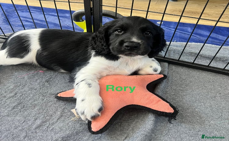 Sprocker dogs - Advert 4