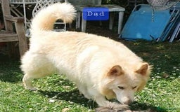 German Shepherd dogs for sale: Stunning white puppy 6 months old ready now in Horsham - Image 28