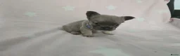 French Bulldog dogs for sale: Fluffy frenchies - Advert 6