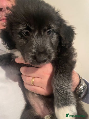 Mixed Breed dogs - Advert 4