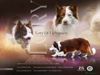Border Collie dogs in Boston - Advert 4