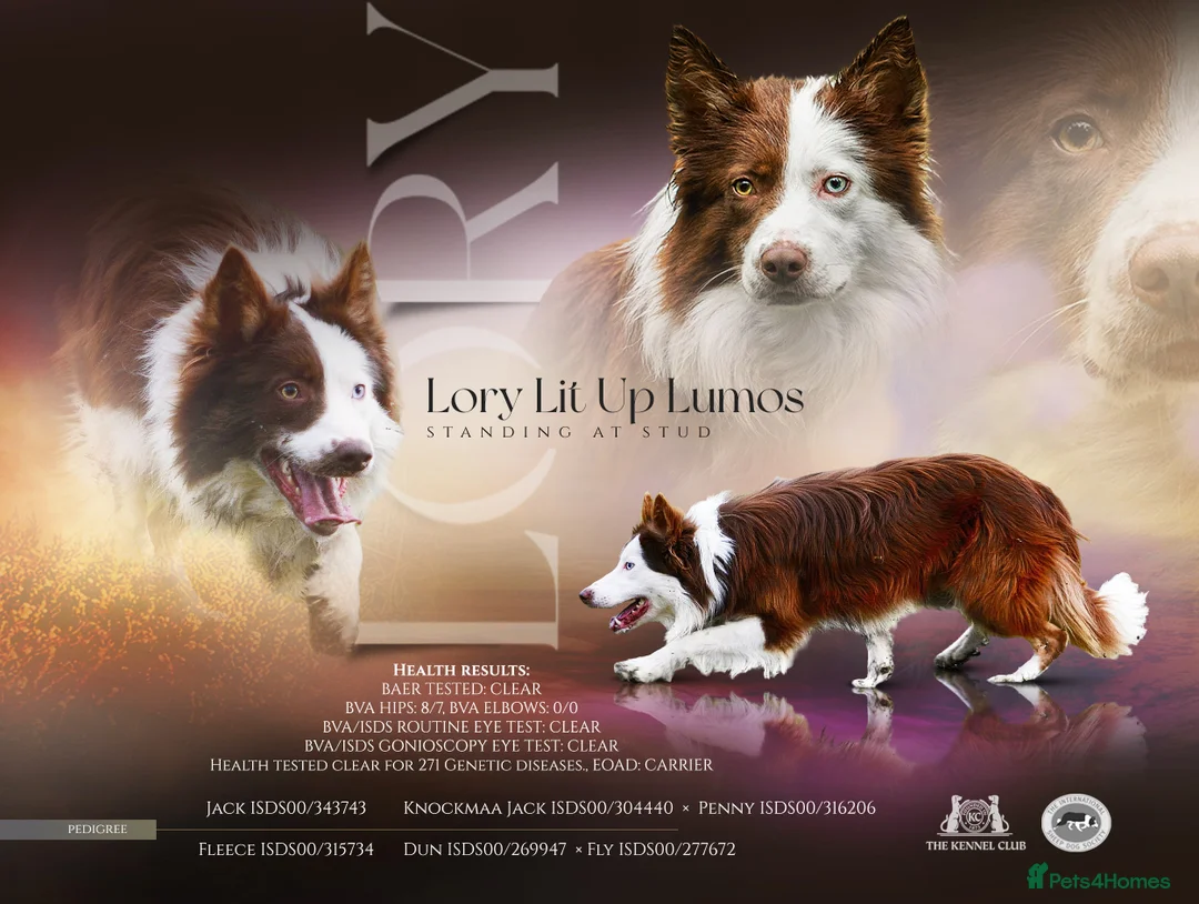 Border Collie dogs for stud: KC/ISDS DUEL REGISTERED HEALTH TESTED FOR STUD in Boston - Advert 1