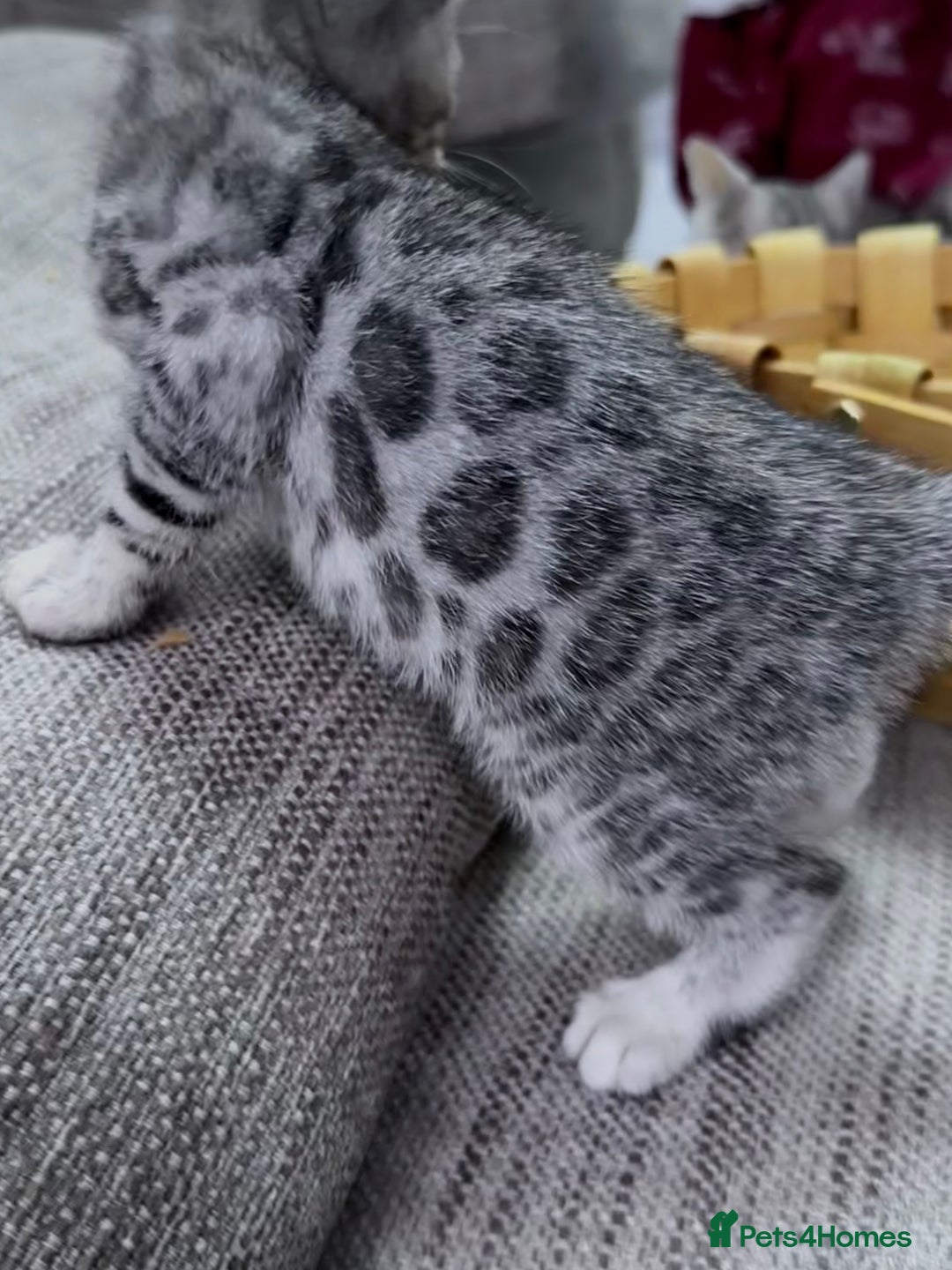 Bengal cats for sale: kittens - Advert 9