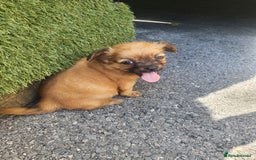 Chihuahua dogs for sale: Looking for a forever home - Image 4