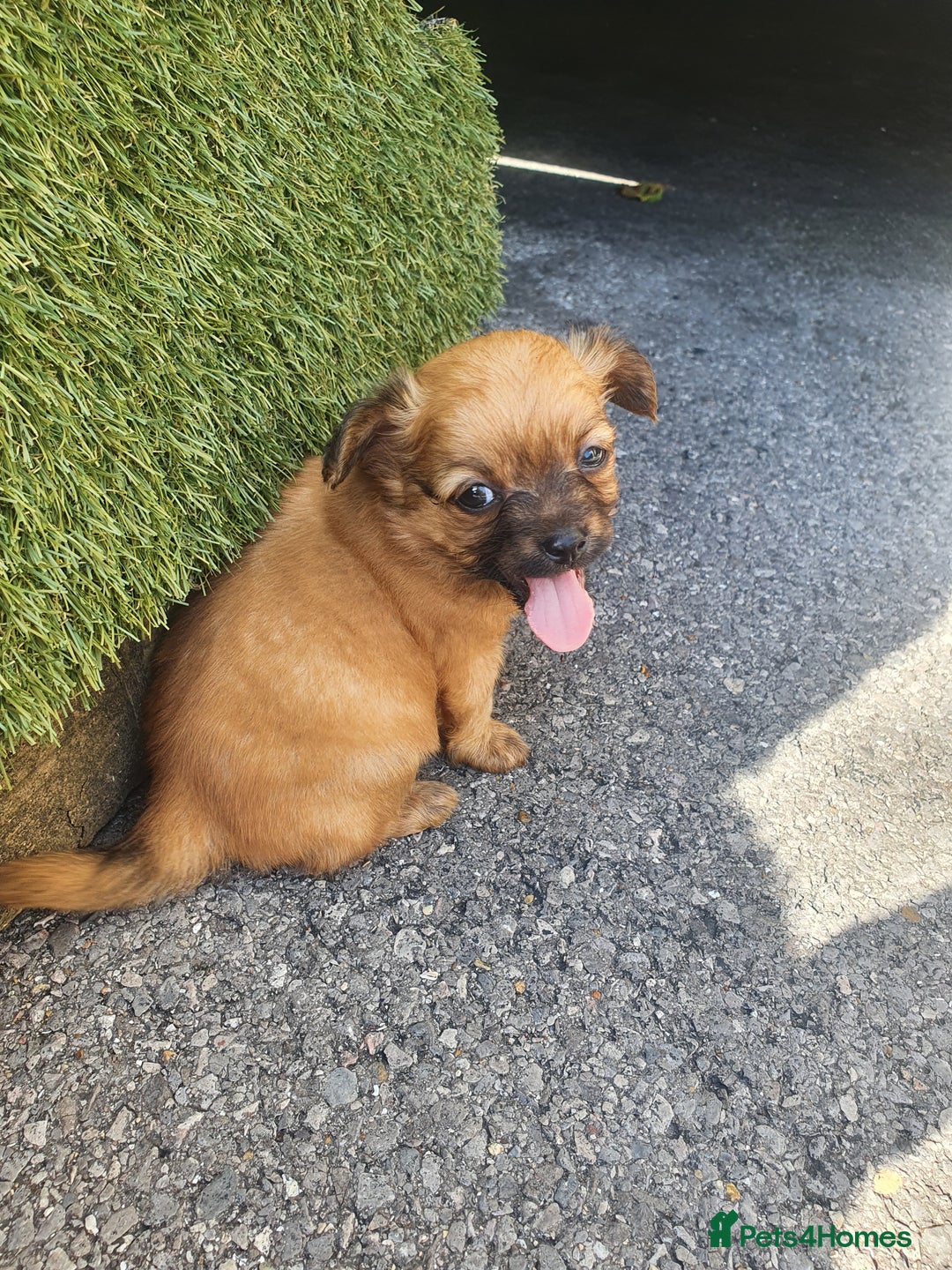Chihuahua dogs for sale: Looking for a forever home - Image 4