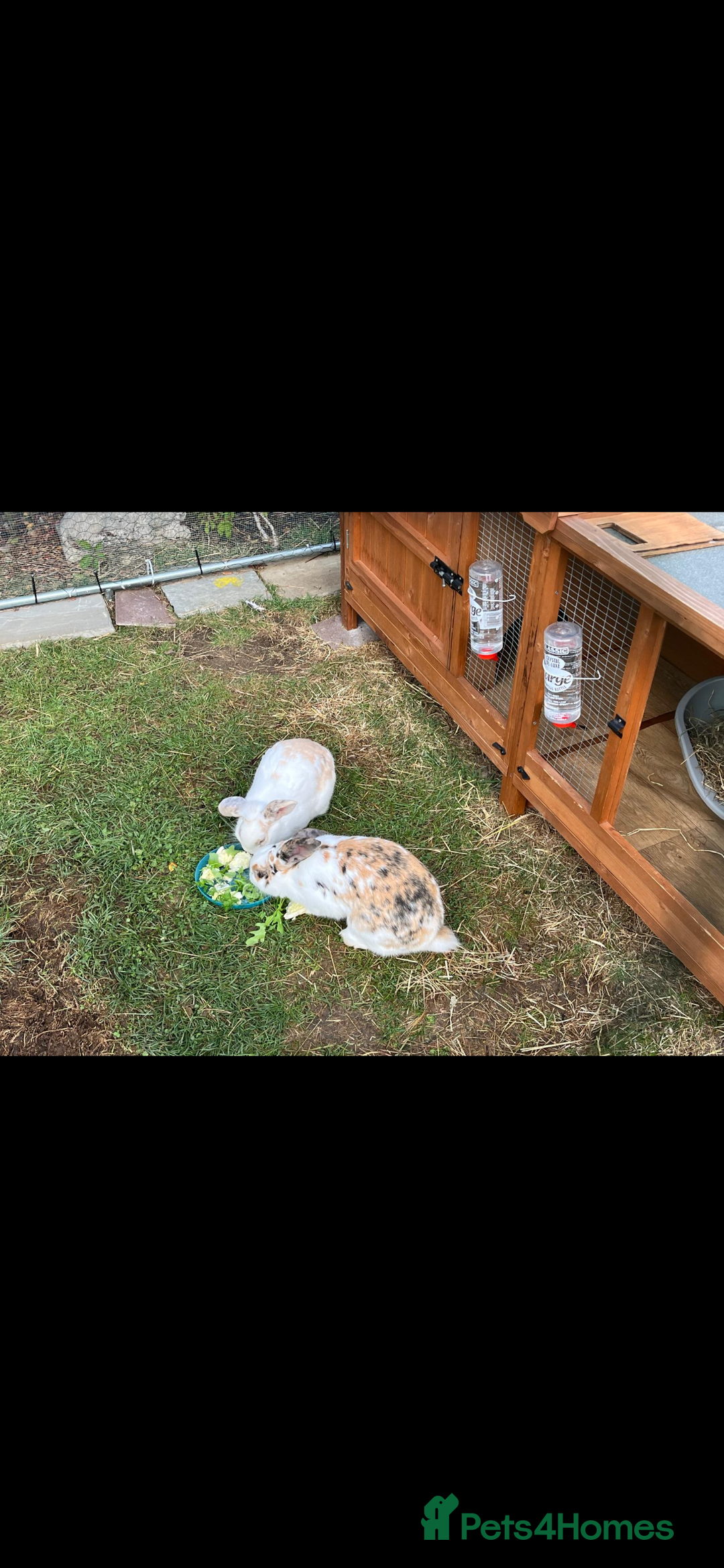 Mixed Breed rabbits for sale: 2 female rabbits 1 year old  - Advert 3