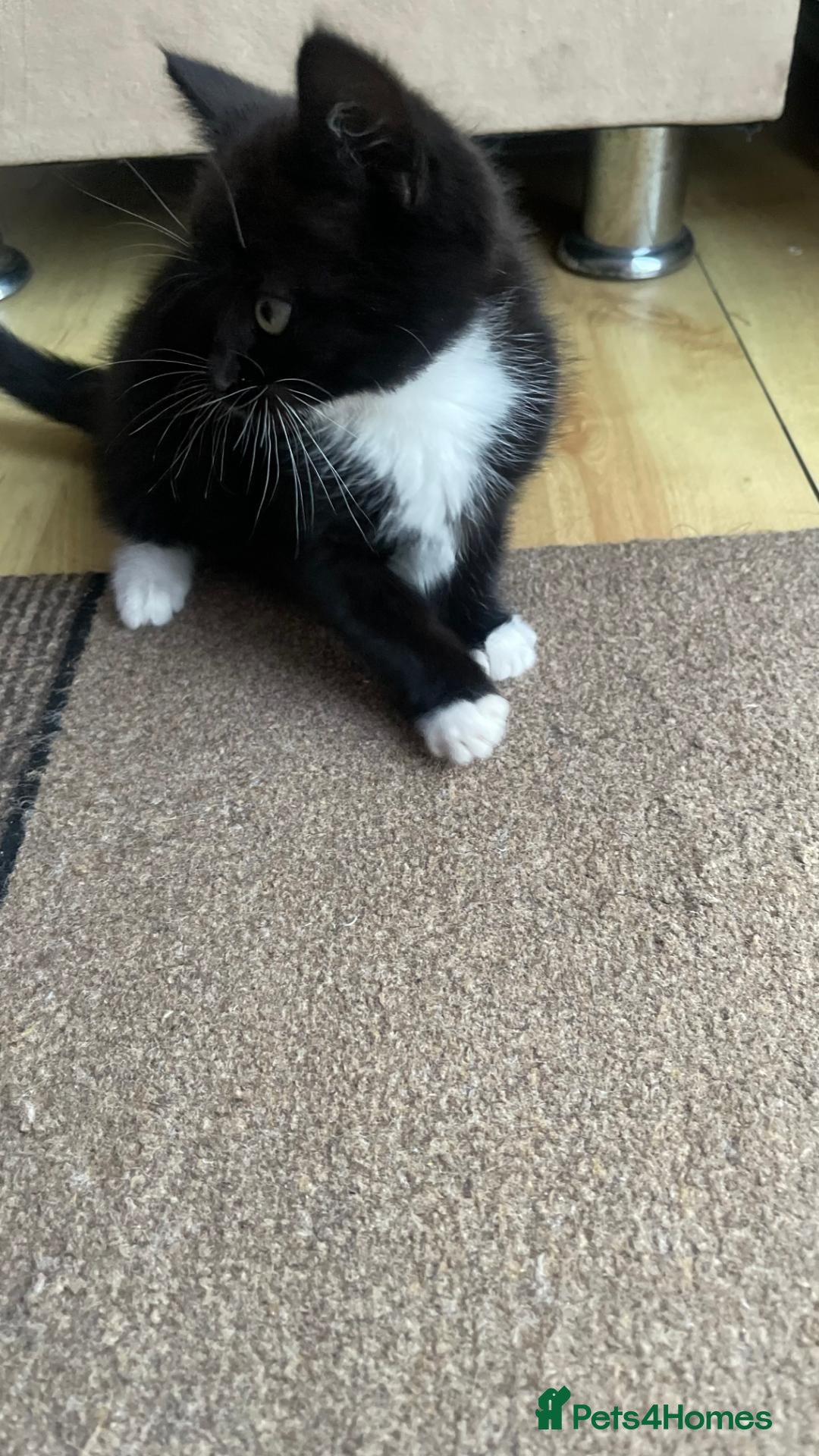 Mixed Breed cats Only 1 Beautiful Kitten Left :( - Advert 3
