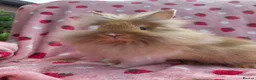 Lionhead rabbits for sale: 14 week old VERY TAME broken ginger lion head boy - Advert 8