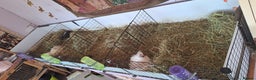 Guinea Pig rodents for sale: MEADOW SIDE CAVIES HEREFORDSHIRE  - Advert 32