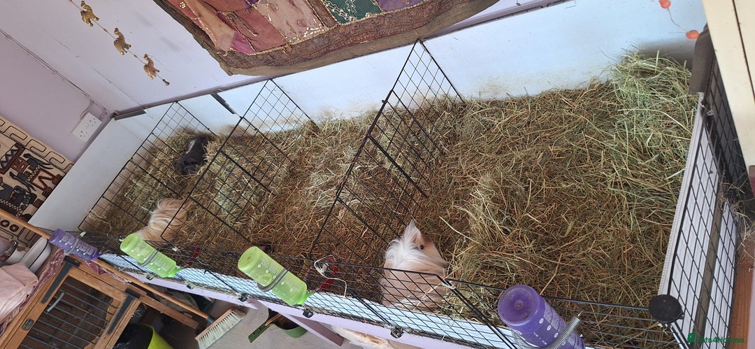 Guinea Pig rodents for sale: MEADOW SIDE CAVIES HEREFORDSHIRE  - Advert 32