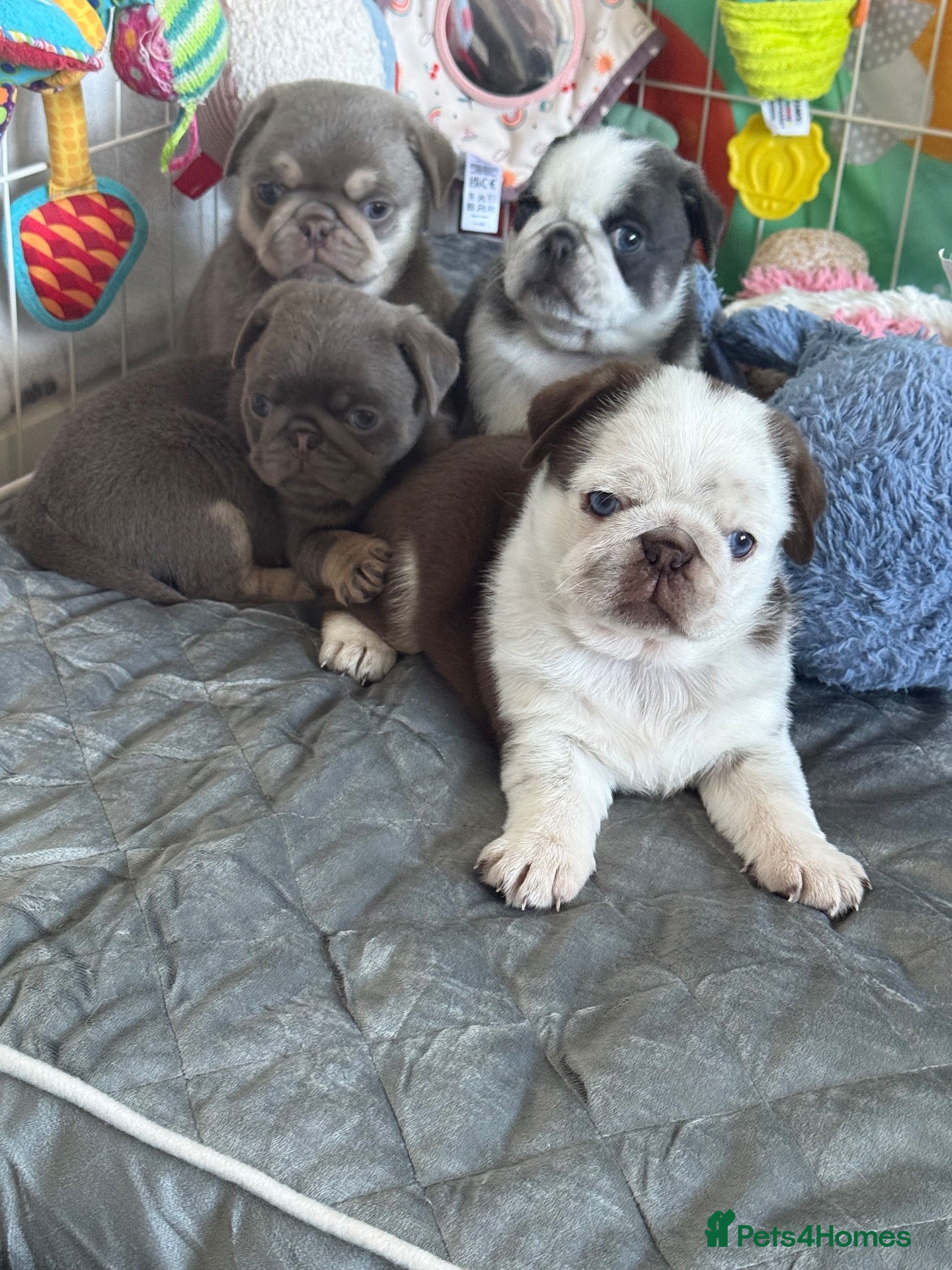 Pug dogs Kc pug puppies from a 5 star licensed breeder  - Advert 1